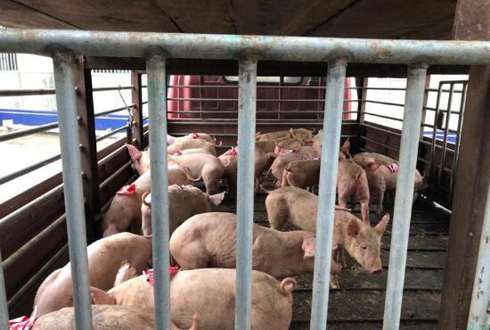 財(cái)迷心竅 養(yǎng)殖場技術(shù)員偷了28只小種豬