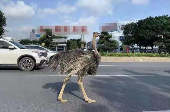 街頭驚現(xiàn)巨大鴕鳥 與汽車搶車道！網(wǎng)友：你也要趕早高峰