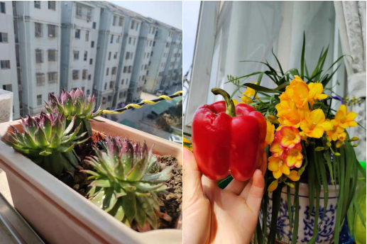 青源社區(qū)：居家齊抗疫，多彩生活共創(chuàng)造